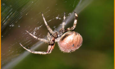 Combaterea Paienjenilor